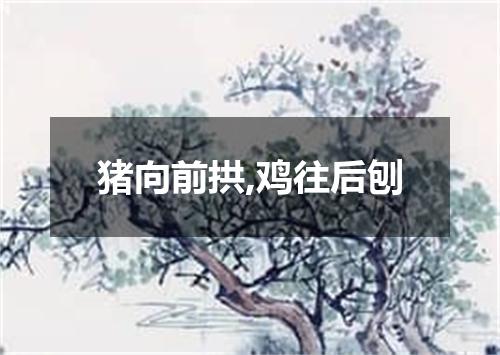 猪向前拱,鸡往后刨