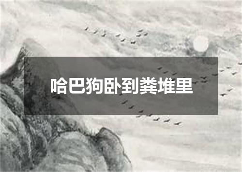哈巴狗卧到粪堆里