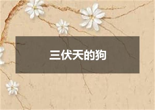 三伏天的狗