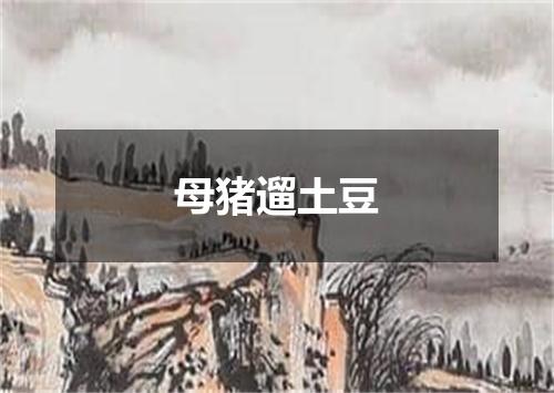母猪遛土豆