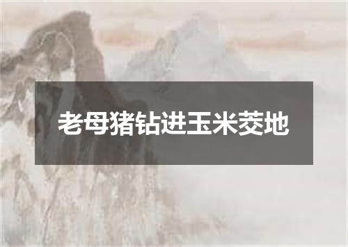 老母猪钻进玉米茭地