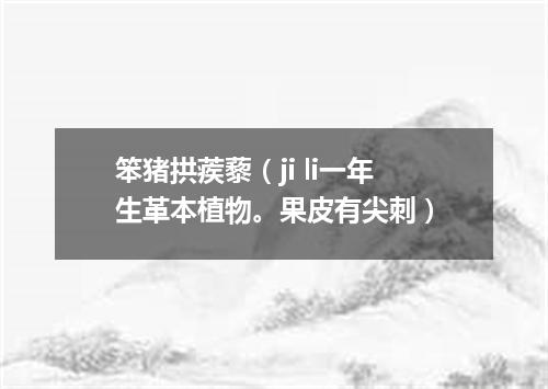 笨猪拱蒺藜（ji li一年生革本植物。果皮有尖刺）