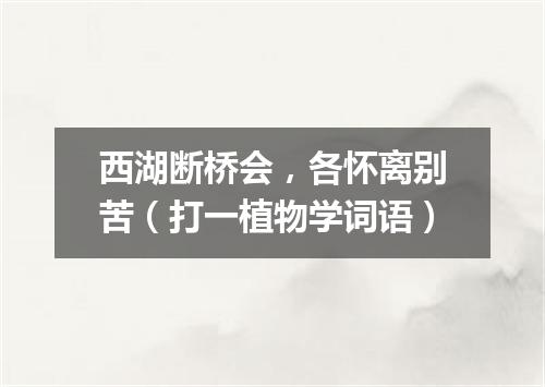 西湖断桥会，各怀离别苦（打一植物学词语）