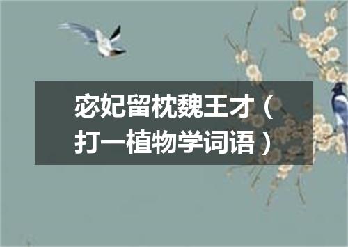 宓妃留枕魏王才（打一植物学词语）