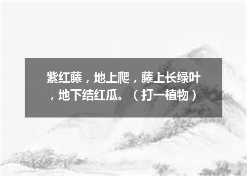 紫红藤，地上爬，藤上长绿叶，地下结红瓜。（打一植物）