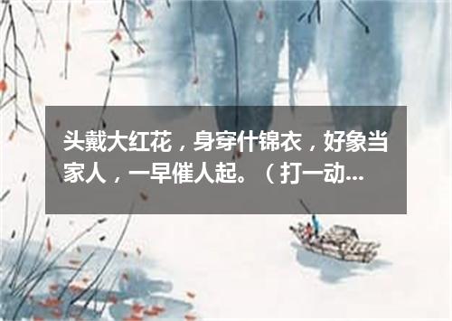 头戴大红花，身穿什锦衣，好象当家人，一早催人起。（打一动物）