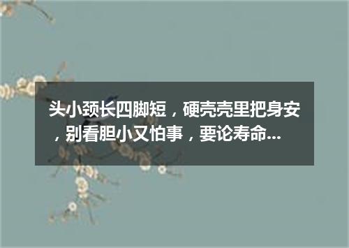 头小颈长四脚短，硬壳壳里把身安，别看胆小又怕事，要论寿命大无边。（打一动物）