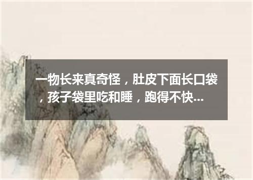 一物长来真奇怪，肚皮下面长口袋，孩子袋里吃和睡，跑得不快跳得快。（打一动物）