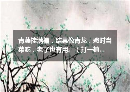 青藤挂满棚，结果像青龙，嫩时当菜吃，老了也有用。（打一植物）