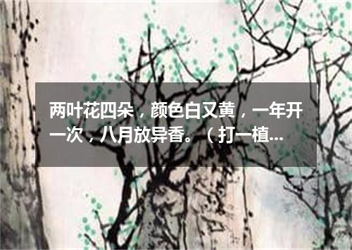 两叶花四朵，颜色白又黄，一年开一次，八月放异香。（打一植物）