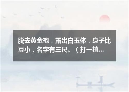 脱去黄金袍，露出白玉体，身子比豆小，名字有三尺。（打一植物）