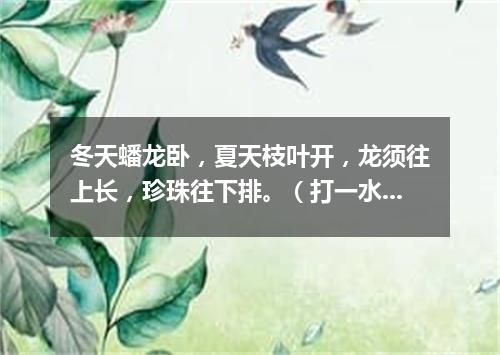 冬天蟠龙卧，夏天枝叶开，龙须往上长，珍珠往下排。（打一水果）