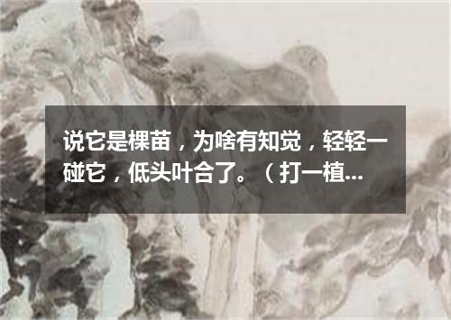 说它是棵苗，为啥有知觉，轻轻一碰它，低头叶合了。（打一植物）