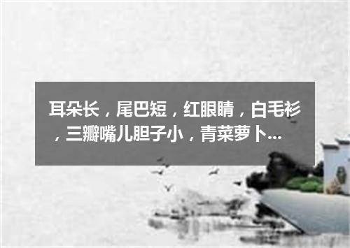 耳朵长，尾巴短，红眼睛，白毛衫，三瓣嘴儿胆子小，青菜萝卜吃个饱。（打一动物）