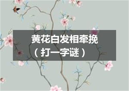 黄花白发相牵挽（打一字谜）