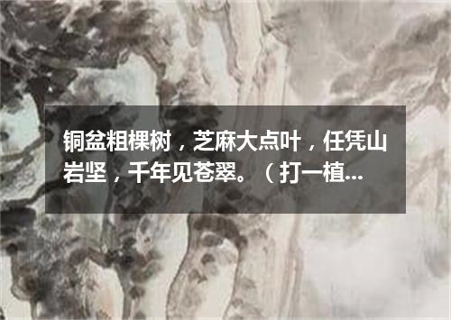 铜盆粗棵树，芝麻大点叶，任凭山岩坚，千年见苍翠。（打一植物）
