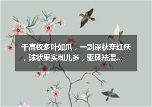 干高杈多叶如爪，一到深秋穿红袄，球状果实刺儿多，驱风祛湿有疗效。（打一植物）