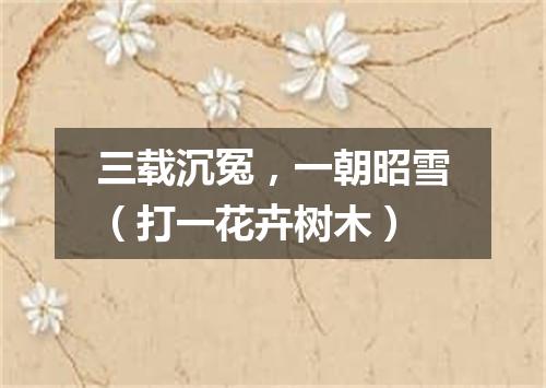 三载沉冤，一朝昭雪（打一花卉树木）