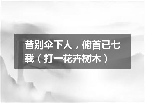 昔别伞下人，俯首已七载（打一花卉树木）