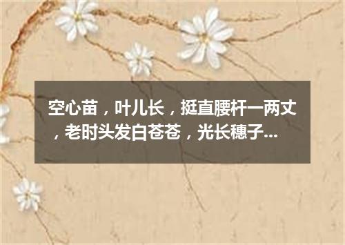 空心苗，叶儿长，挺直腰杆一两丈，老时头发白苍苍，光长穗子不打粮。（打一植物）