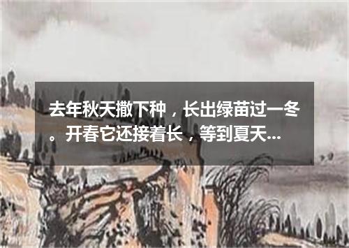 去年秋天撒下种，长出绿苗过一冬。开春它还接着长，等到夏天黄澄澄。（打一植物）