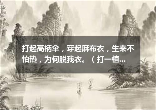打起高柄伞，穿起麻布衣，生来不怕热，为何脱我衣。（打一植物）