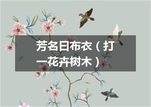 芳名曰布衣（打一花卉树木）