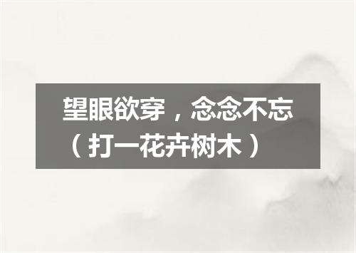 望眼欲穿，念念不忘（打一花卉树木）