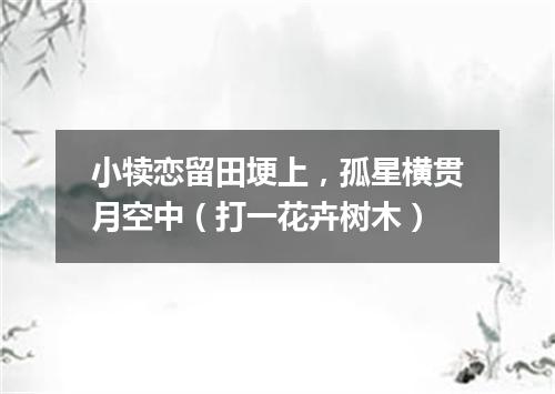 小犊恋留田埂上，孤星横贯月空中（打一花卉树木）