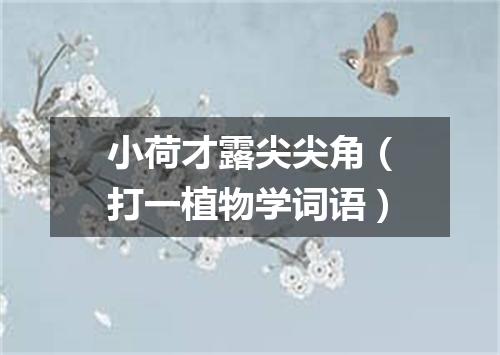 小荷才露尖尖角（打一植物学词语）