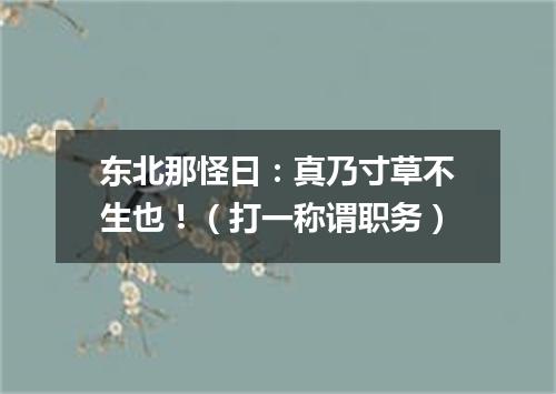 东北那怪曰：真乃寸草不生也！（打一称谓职务）