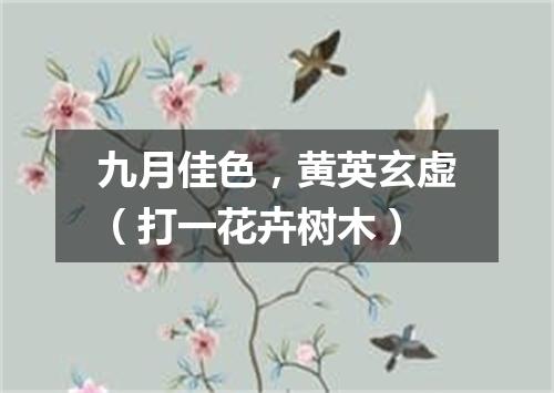 九月佳色，黄英玄虚（打一花卉树木）