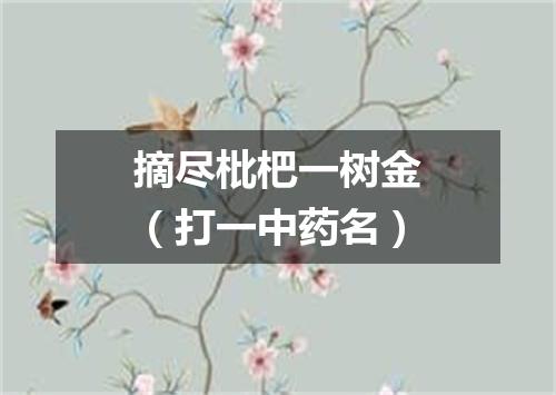 摘尽枇杷一树金（打一中药名）