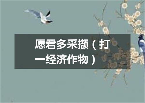 愿君多采撷（打一经济作物）