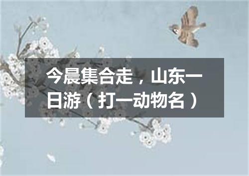 今晨集合走，山东一日游（打一动物名）