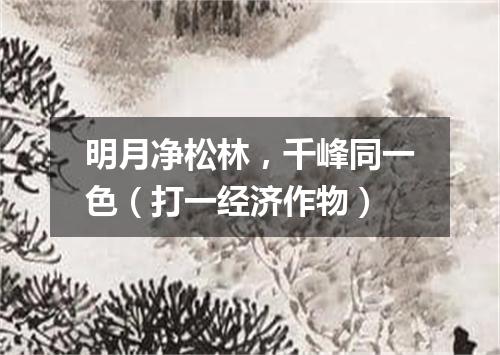 明月净松林，千峰同一色（打一经济作物）